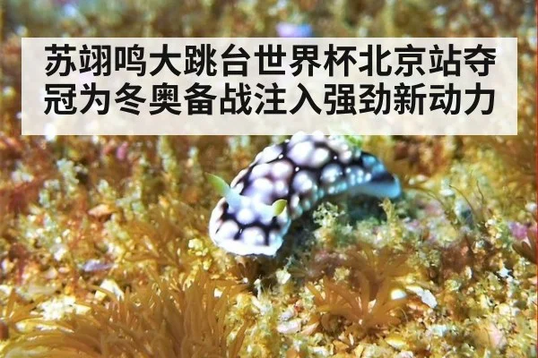 苏翊鸣大跳台世界杯北京站夺冠为冬奥备战注入强劲新动力